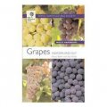 Grapes [平裝]