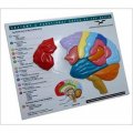 Anatomy and Functional Areas of the Brain (Norton Series on Interpersonal Neurobiology) [Game] [平裝]