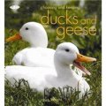 Choosing and Keeping Ducks and Geese [平裝]