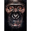 James Mollison: James & Other Apes