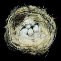 Nests [精裝]