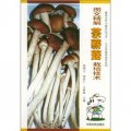 圖文精解茶薪菇栽培技術