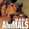 Baby Animals (CubeBook) [精裝] (動物寶寶, CubeBook)