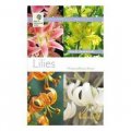 Lilies [平裝]