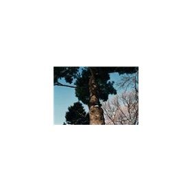 Neil Drabble: Tree Tops Tall